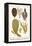 Sedentary Sea Organisms, Algae, Black Coral-Albertus Seba-Framed Stretched Canvas