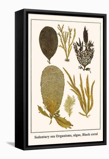 Sedentary Sea Organisms, Algae, Black Coral-Albertus Seba-Framed Stretched Canvas