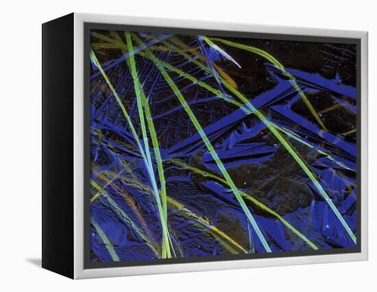 Sedge Leaves Under Thin Ice in Autumn, Upper Peninsula, Michigan, USA-Mark Carlson-Framed Premier Image Canvas