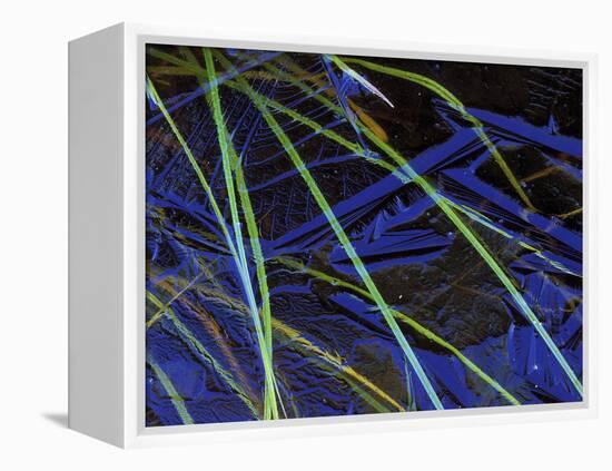 Sedge Leaves Under Thin Ice in Autumn, Upper Peninsula, Michigan, USA-Mark Carlson-Framed Premier Image Canvas