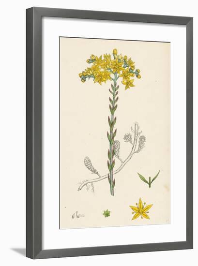 Sedum Elegans Rock Stone-Crop-null-Framed Giclee Print