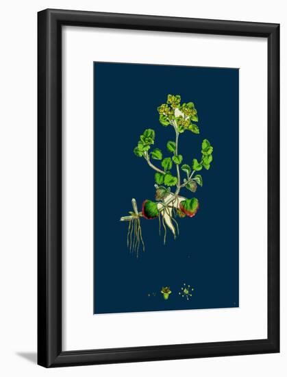 Sedum Fabaria; Narrow-Leaved Orpine-null-Framed Giclee Print