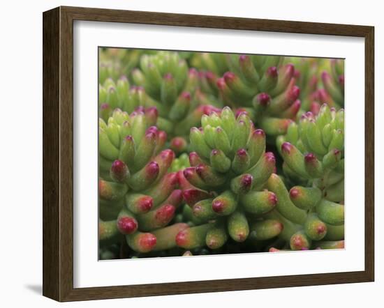 Sedum Plant, Arizona-Sonora Desert Museum, Tucson, Arizona, USA-Merrill Images-Framed Photographic Print