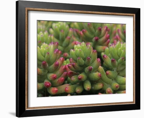 Sedum Plant, Arizona-Sonora Desert Museum, Tucson, Arizona, USA-Merrill Images-Framed Photographic Print