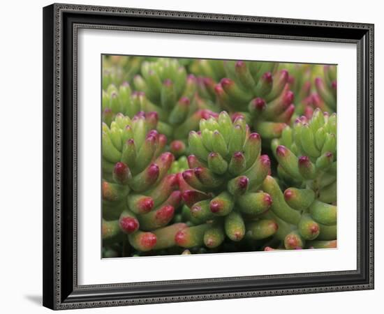 Sedum Plant, Arizona-Sonora Desert Museum, Tucson, Arizona, USA-Merrill Images-Framed Photographic Print