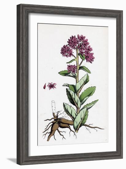 Sedum Purpurascens Broad-Leaved Orpine-null-Framed Giclee Print