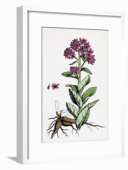 Sedum Purpurascens Broad-Leaved Orpine-null-Framed Giclee Print