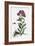 Sedum Purpurascens Broad-Leaved Orpine-null-Framed Giclee Print