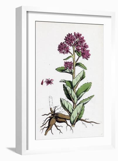 Sedum Purpurascens Broad-Leaved Orpine-null-Framed Giclee Print