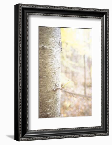 See the Bark 2-null-Framed Photographic Print