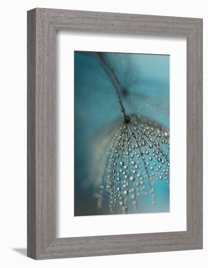 Seed and drops-Heidi Westum-Framed Photographic Print