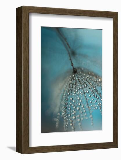 Seed and drops-Heidi Westum-Framed Photographic Print
