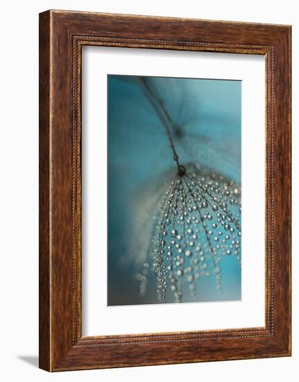 Seed and drops-Heidi Westum-Framed Photographic Print