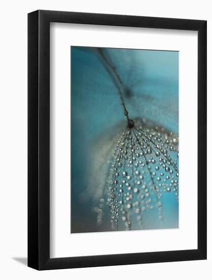 Seed and drops-Heidi Westum-Framed Photographic Print