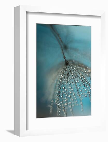 Seed and drops-Heidi Westum-Framed Photographic Print