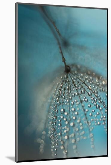 Seed and drops-Heidi Westum-Mounted Photographic Print