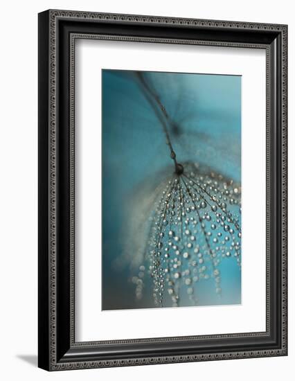 Seed and drops-Heidi Westum-Framed Photographic Print