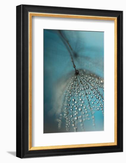 Seed and drops-Heidi Westum-Framed Photographic Print