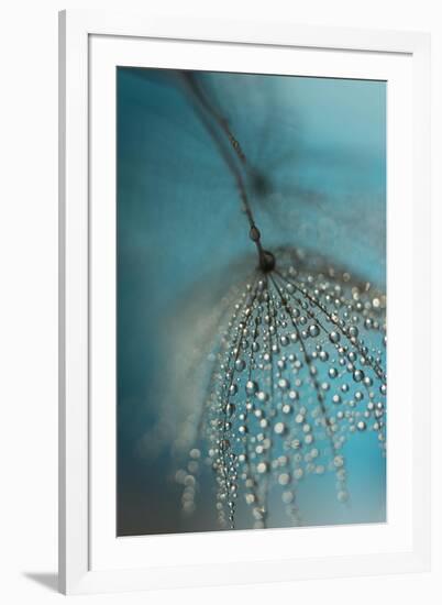 Seed and drops-Heidi Westum-Framed Photographic Print