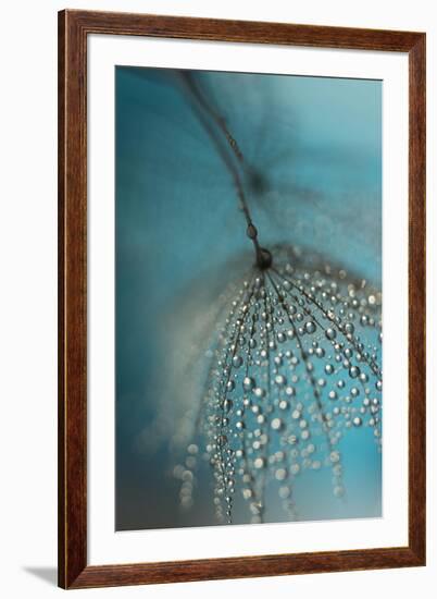 Seed and drops-Heidi Westum-Framed Photographic Print