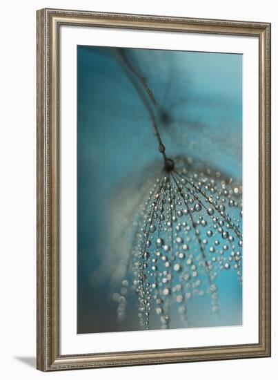 Seed and drops-Heidi Westum-Framed Photographic Print