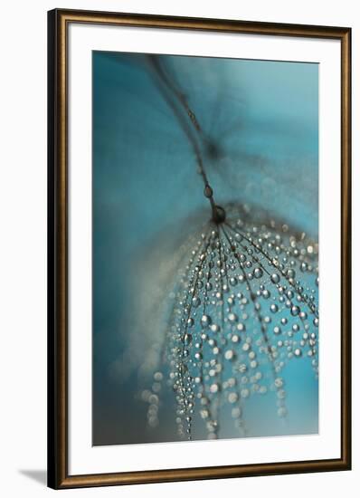 Seed and drops-Heidi Westum-Framed Photographic Print