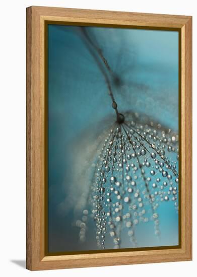 Seed and drops-Heidi Westum-Framed Premier Image Canvas