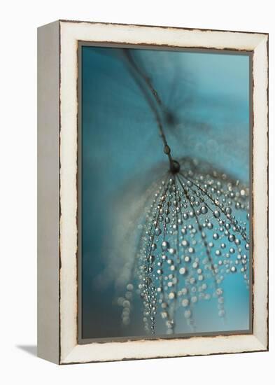 Seed and drops-Heidi Westum-Framed Premier Image Canvas