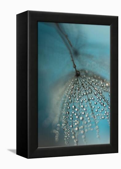 Seed and drops-Heidi Westum-Framed Premier Image Canvas