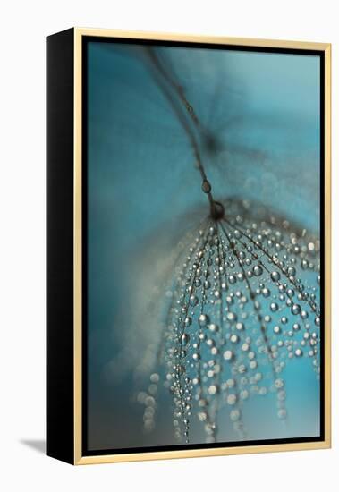 Seed and drops-Heidi Westum-Framed Premier Image Canvas