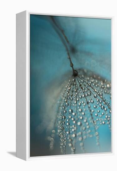 Seed and drops-Heidi Westum-Framed Premier Image Canvas