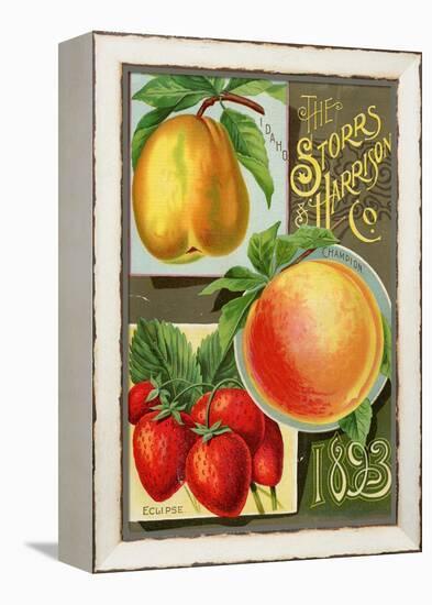 Seed Catalogues: Storrs and Harrison, Co. Painesville, OH, 1893-null-Framed Stretched Canvas