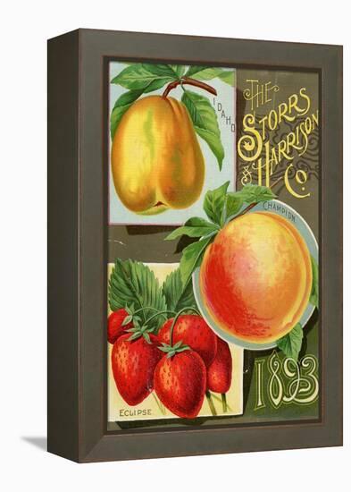 Seed Catalogues: Storrs and Harrison, Co. Painesville, OH, 1893-null-Framed Stretched Canvas