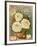 Seed Catalogues: The Geo. H. Mellen Co. Condensed Catalogue of Special Offers-null-Framed Art Print