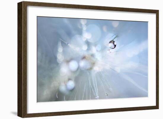 Seed Fireworks-Heidi Westum-Framed Photographic Print