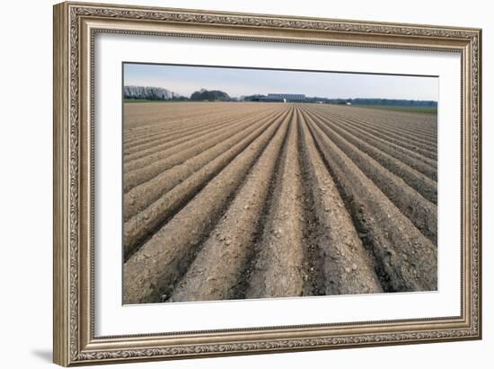 Seed Furrows in Ploughed Field, German/Dutch Border Near Venlo, North Rhine-Westphalia, Germany-null-Framed Photographic Print