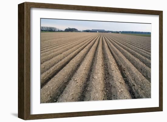 Seed Furrows in Ploughed Field, German/Dutch Border Near Venlo, North Rhine-Westphalia, Germany-null-Framed Photographic Print