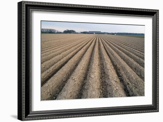 Seed Furrows in Ploughed Field, German/Dutch Border Near Venlo, North Rhine-Westphalia, Germany-null-Framed Photographic Print