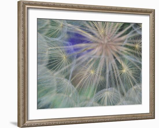 Seed Head Design, Gennesse, Idaho, USA-Darrell Gulin-Framed Photographic Print