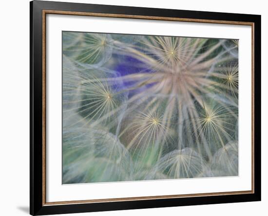 Seed Head Design, Gennesse, Idaho, USA-Darrell Gulin-Framed Photographic Print