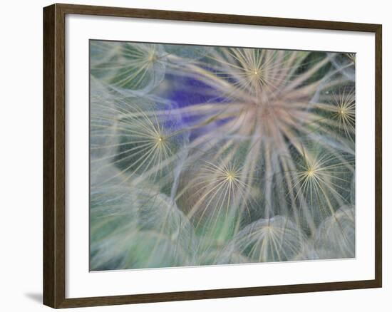 Seed Head Design, Gennesse, Idaho, USA-Darrell Gulin-Framed Photographic Print