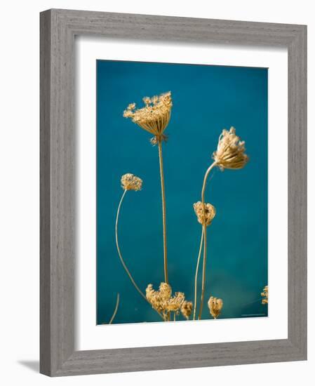 Seed Heads, Assos, Kefalonia (Cephalonia), Greece, Europe-Robert Harding-Framed Photographic Print