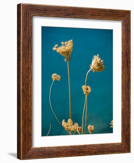 Seed Heads, Assos, Kefalonia (Cephalonia), Greece, Europe-Robert Harding-Framed Photographic Print