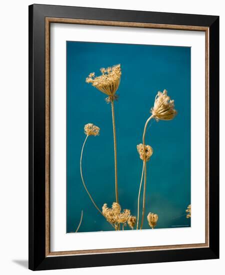 Seed Heads, Assos, Kefalonia (Cephalonia), Greece, Europe-Robert Harding-Framed Photographic Print