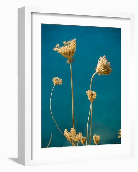 Seed Heads, Assos, Kefalonia (Cephalonia), Greece, Europe-Robert Harding-Framed Photographic Print