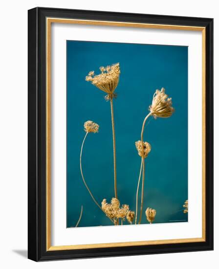 Seed Heads, Assos, Kefalonia (Cephalonia), Greece, Europe-Robert Harding-Framed Photographic Print