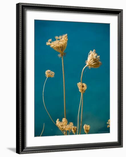 Seed Heads, Assos, Kefalonia (Cephalonia), Greece, Europe-Robert Harding-Framed Photographic Print