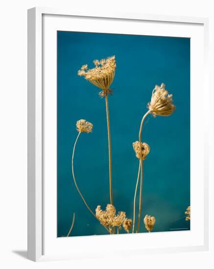 Seed Heads, Assos, Kefalonia (Cephalonia), Greece, Europe-Robert Harding-Framed Photographic Print