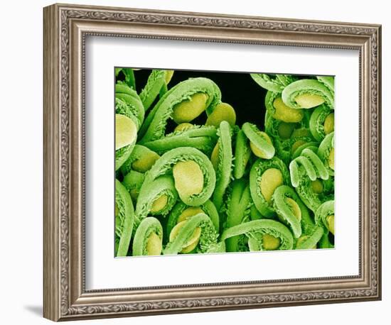 Seed Heads of an Epiphyllum Cactus-Micro Discovery-Framed Photographic Print