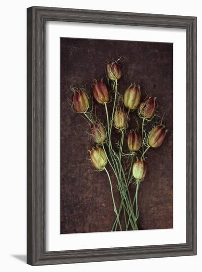 Seed Heads-Den Reader-Framed Photographic Print